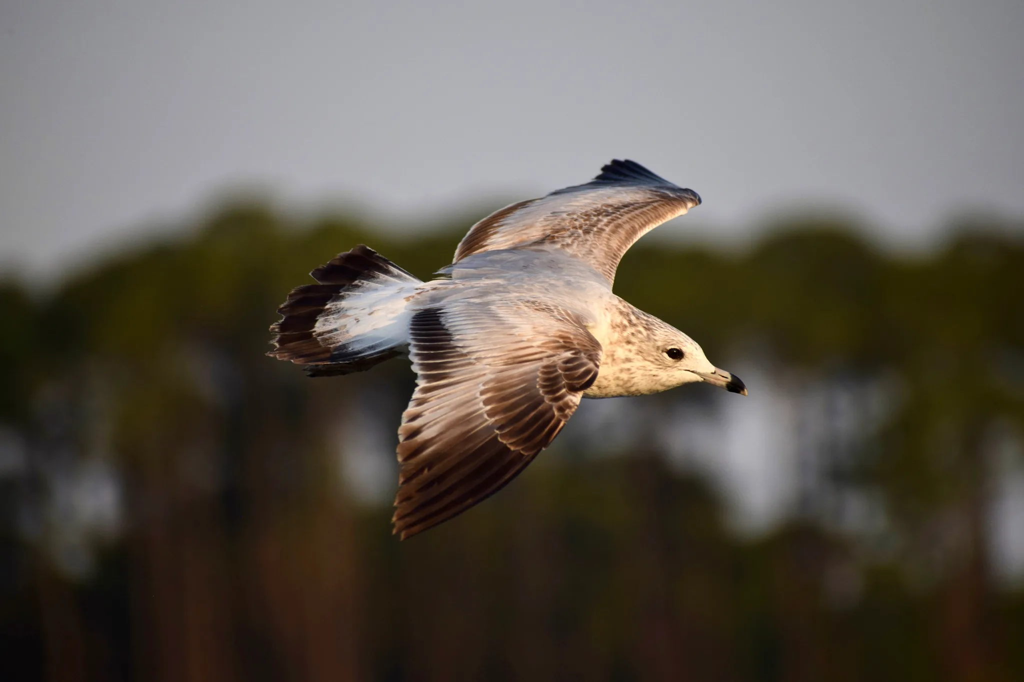 Flight II: Young Gull Soaring Past the Treeline