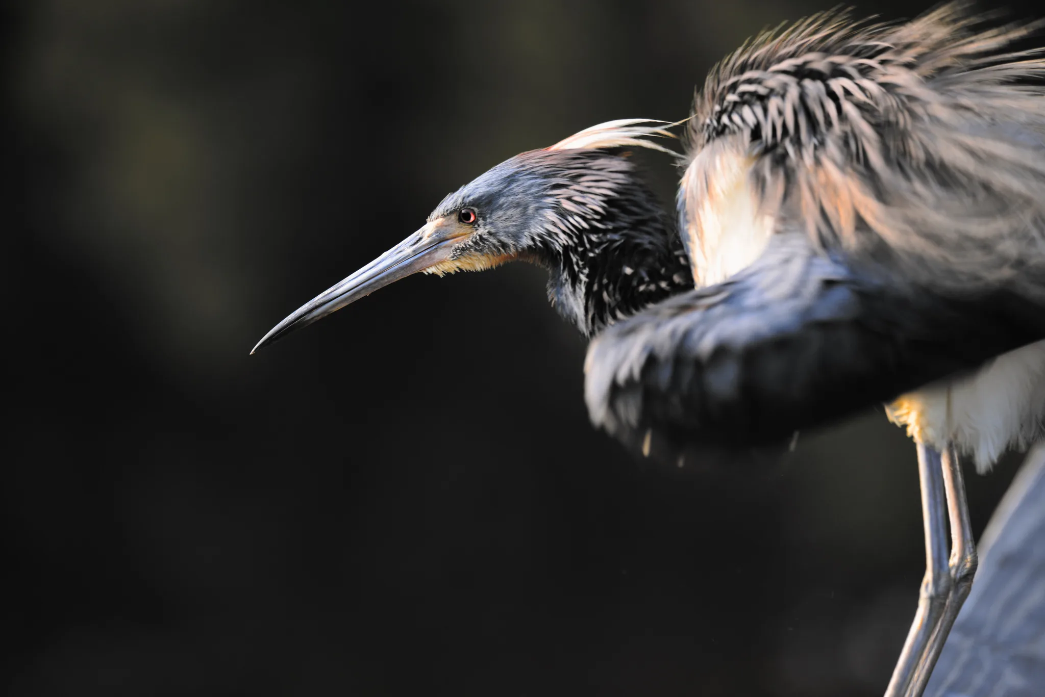 Tricolored Heron in the Shadows