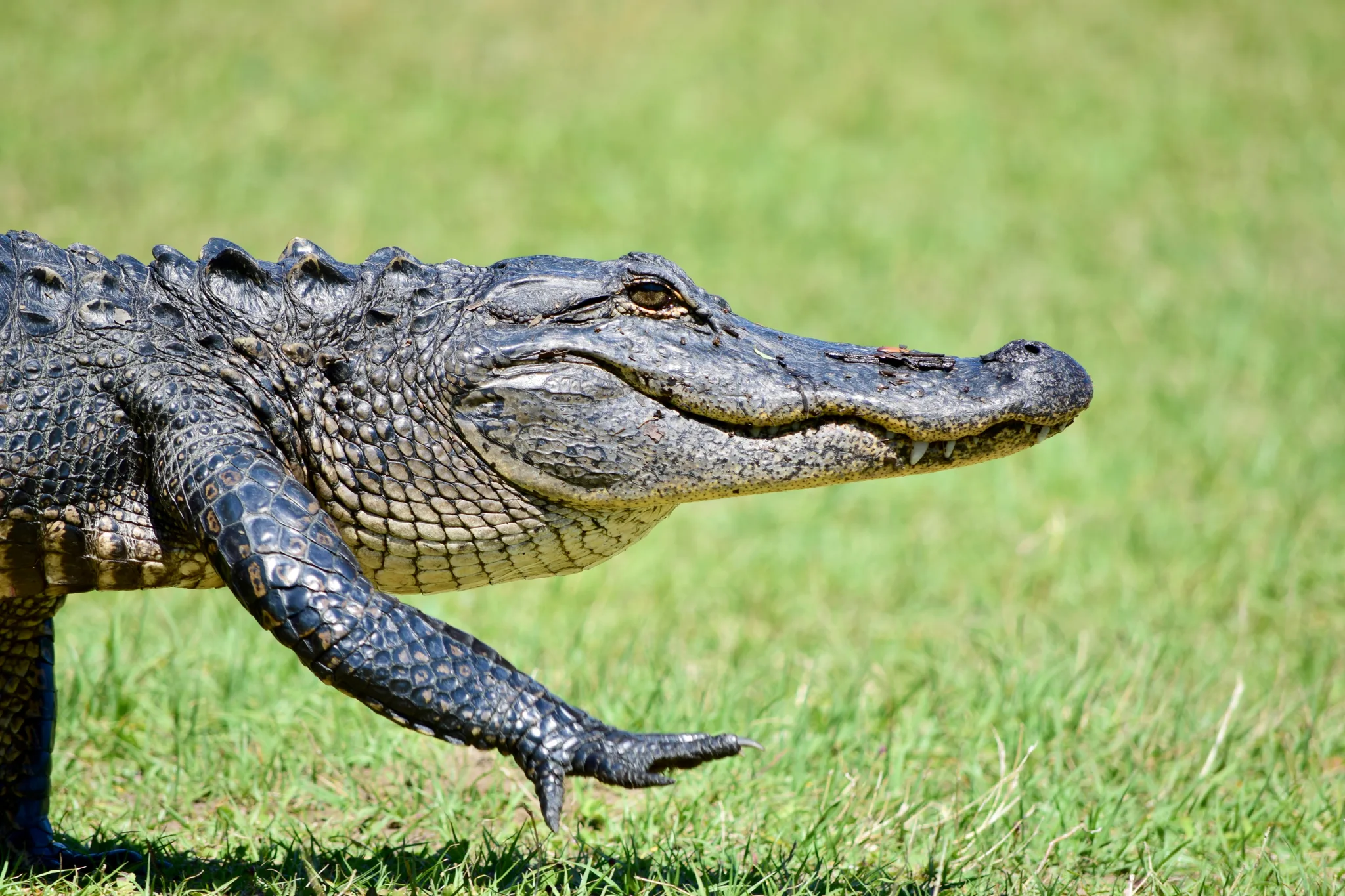 Ancient Stride: American Alligator Walking on Land